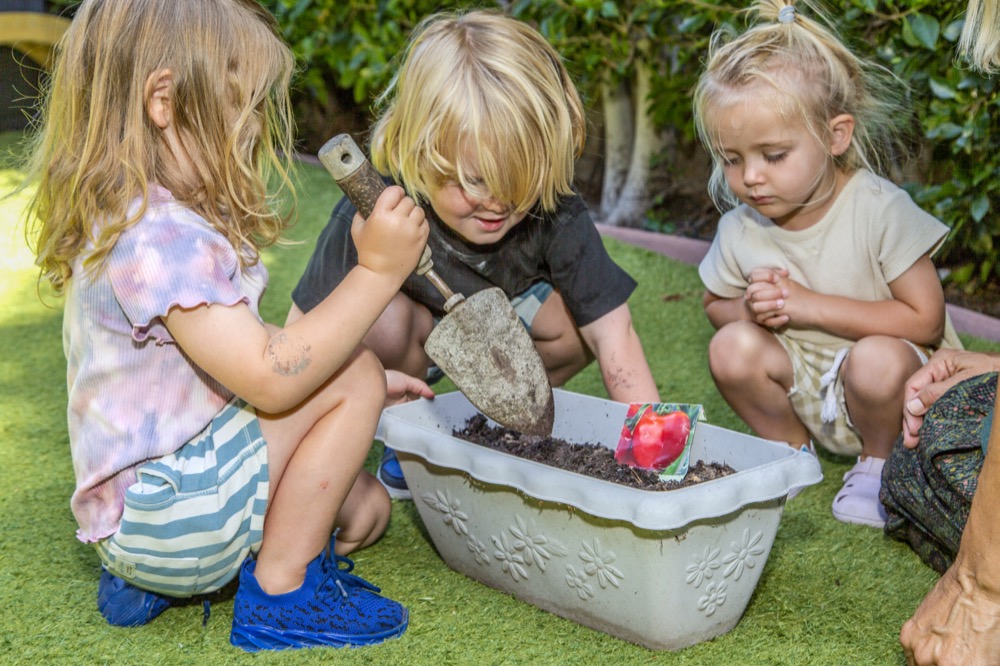 Three preschoolers working together to plant seeds in an outdoor planter with a hand trowel